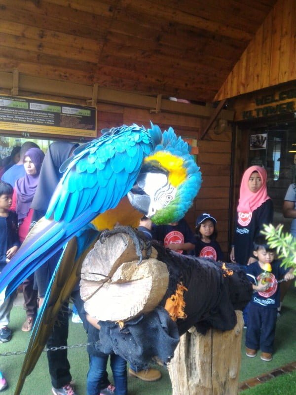 kl-tower-mini-zoo-parrot