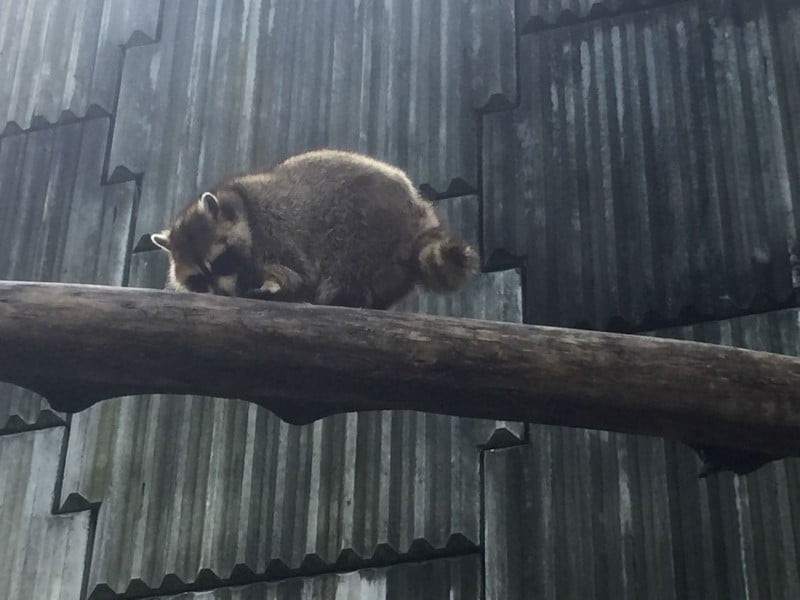 kl-tower-mini-zoo-raccoon-3