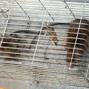cara tangkap tikus dalam rumah